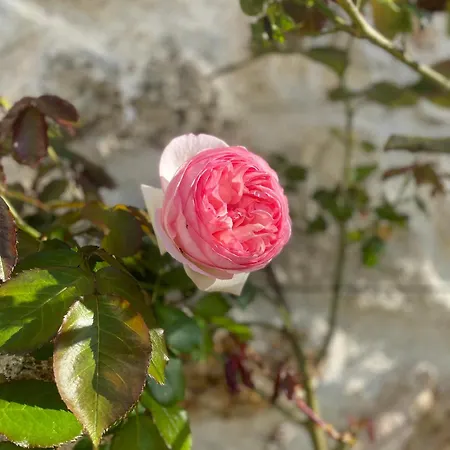 Les Volets Bleus לינה וארוחת בוקר Cierges